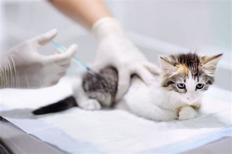 kediler aşı olduktan sonra